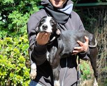 GABRIKIA, Hund, Mischlingshund in Italien - Bild 8