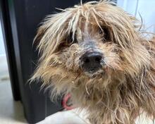 AURELINO, Hund, Mischlingshund in Italien - Bild 1