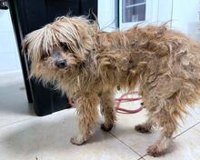 AURELINO, Hund, Mischlingshund in Italien - Bild 2