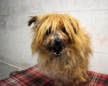 AURELINO, Hund, Mischlingshund in Italien - Bild 3