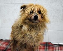 AURELINO, Hund, Mischlingshund in Italien - Bild 4
