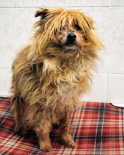 AURELINO, Hund, Mischlingshund in Italien - Bild 5