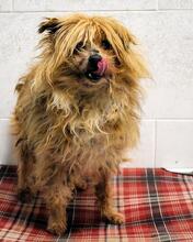 AURELINO, Hund, Mischlingshund in Italien - Bild 6