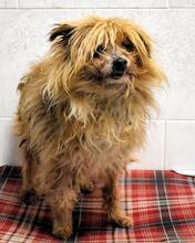AURELINO, Hund, Mischlingshund in Italien - Bild 7