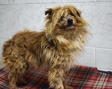 AURELINO, Hund, Mischlingshund in Italien - Bild 8
