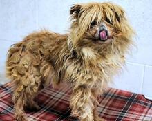 AURELINO, Hund, Mischlingshund in Italien - Bild 9