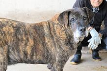 ANNIUS, Hund, Mischlingshund in Italien - Bild 1