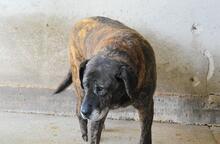 ANNIUS, Hund, Mischlingshund in Italien - Bild 2