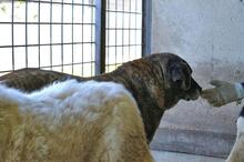 ANNIUS, Hund, Mischlingshund in Italien - Bild 3