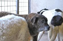 ANNIUS, Hund, Mischlingshund in Italien - Bild 4