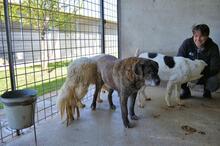 ANNIUS, Hund, Mischlingshund in Italien - Bild 5