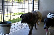 ANNIUS, Hund, Mischlingshund in Italien - Bild 6