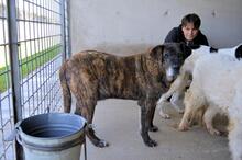 ANNIUS, Hund, Mischlingshund in Italien - Bild 7
