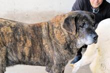 ANNIUS, Hund, Mischlingshund in Italien - Bild 8
