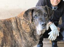 ANNIUS, Hund, Mischlingshund in Italien - Bild 9