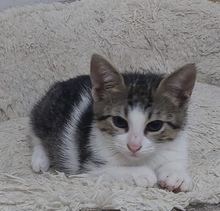 TAYA, Katze, Europäisch Kurzhaar in Zypern - Bild 1