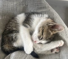TAYA, Katze, Europäisch Kurzhaar in Zypern - Bild 2