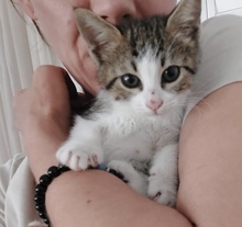 TAYA, Katze, Europäisch Kurzhaar in Zypern - Bild 3