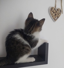 TAYA, Katze, Europäisch Kurzhaar in Zypern - Bild 4