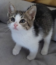 TAYA, Katze, Europäisch Kurzhaar in Zypern - Bild 5