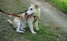 SCHATZL, Hund, Terrier-Mix in Oggelshausen - Bild 1