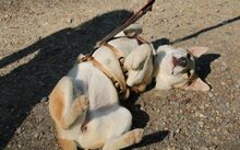 SCHATZL, Hund, Terrier-Mix in Oggelshausen - Bild 2