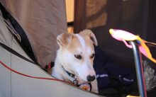 SCHATZL, Hund, Terrier-Mix in Oggelshausen - Bild 3