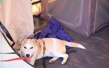 SCHATZL, Hund, Terrier-Mix in Oggelshausen - Bild 4