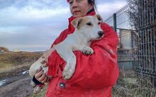 SCHATZL, Hund, Terrier-Mix in Oggelshausen - Bild 5