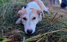 SCHATZL, Hund, Terrier-Mix in Oggelshausen - Bild 6