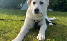 ARIELLE, Hund, Mischlingshund in Elmshorn - Bild 2