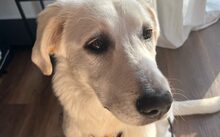 ARIELLE, Hund, Mischlingshund in Elmshorn - Bild 3