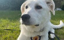 ARIELLE, Hund, Mischlingshund in Elmshorn - Bild 4