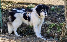 AOIFE, Hund, Herdenschutzhund-Mix in Herbertingen - Bild 1