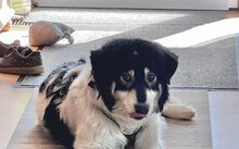 AOIFE, Hund, Herdenschutzhund-Mix in Herbertingen - Bild 2