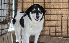 AOIFE, Hund, Herdenschutzhund-Mix in Herbertingen - Bild 3