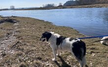 AOIFE, Hund, Herdenschutzhund-Mix in Herbertingen - Bild 4
