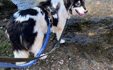AOIFE, Hund, Herdenschutzhund-Mix in Herbertingen - Bild 6