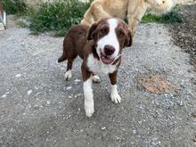 LACTA, Hund, Mischlingshund in Griechenland - Bild 1