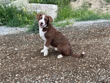 LACTA, Hund, Mischlingshund in Griechenland - Bild 2