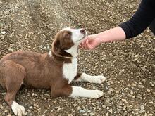 LACTA, Hund, Mischlingshund in Griechenland - Bild 3