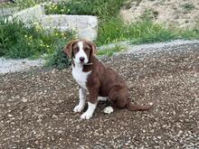 LACTA, Hund, Mischlingshund in Griechenland - Bild 4