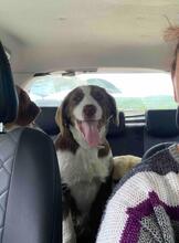 LACTA, Hund, Mischlingshund in Griechenland - Bild 5
