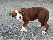 LACTA, Hund, Mischlingshund in Griechenland - Bild 6