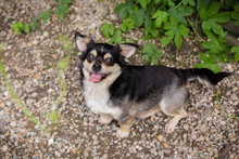 MIA, Hund, Mischlingshund in Kroatien - Bild 1