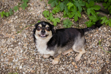 MIA, Hund, Mischlingshund in Kroatien - Bild 2