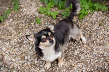 MIA, Hund, Mischlingshund in Kroatien - Bild 3
