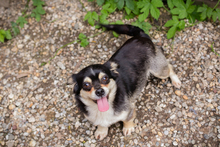 MIA, Hund, Mischlingshund in Kroatien - Bild 4