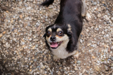 MIA, Hund, Mischlingshund in Kroatien - Bild 5