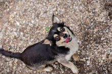 MIA, Hund, Mischlingshund in Kroatien - Bild 6
